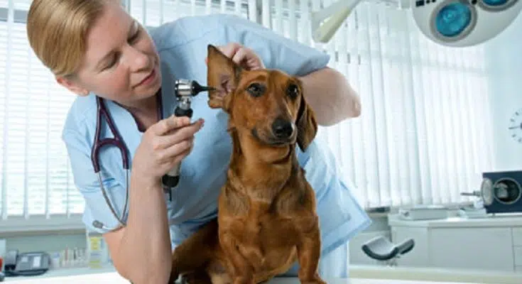 Comment choisir l’assurance de votre chien