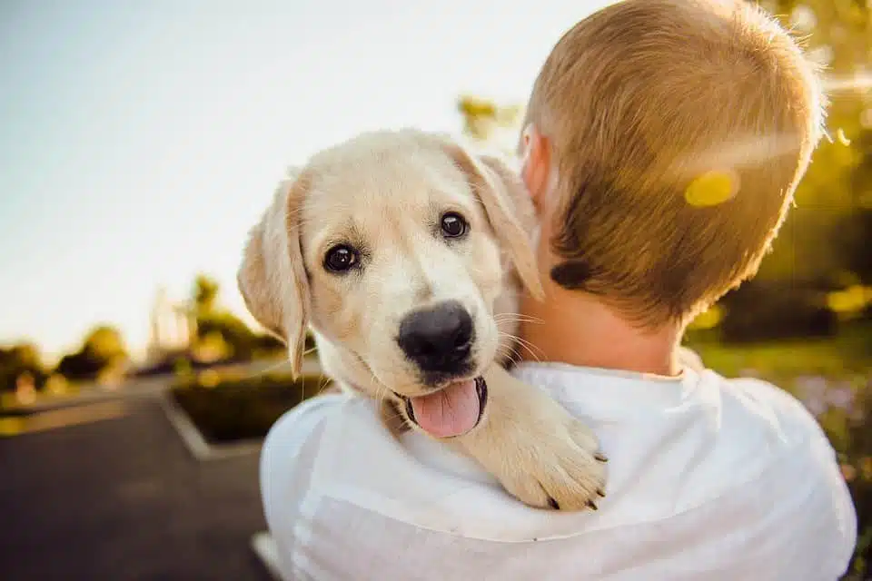 Comment éduquer son chiot dès son arrivée à la maison