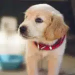 Comment éduquer son chiot dès son arrivée à la maison