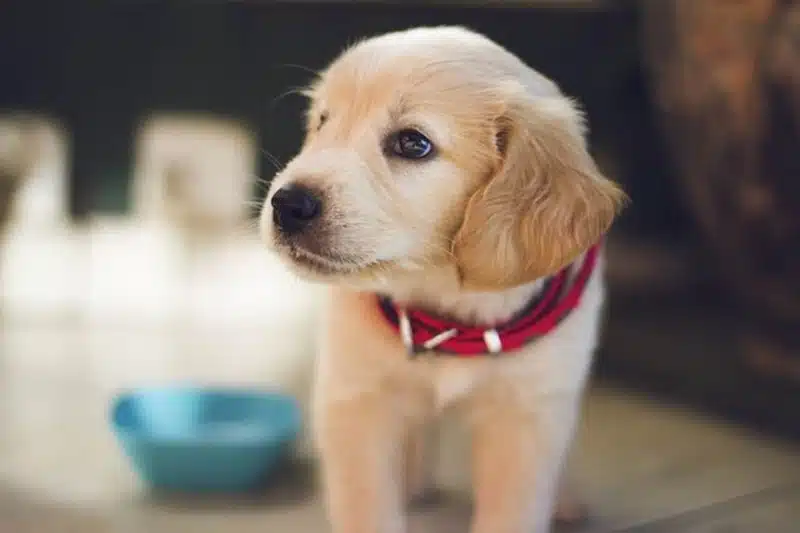 Comment éduquer son chiot dès son arrivée à la maison