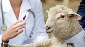 Comment gérer l'infestation des animaux par les parasites les meilleurs conseils