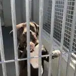 Découvrez les coulisses de la fourrière de Paris au-delà des idées reçues