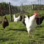 Élever une poule de Padoue conseils et astuces pour un poulailler réussi