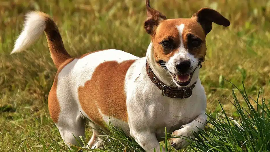 Entretien et particularités du Jack Russel à poil long ce que vous devez savoir