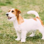 Entretien et particularités du Jack Russel à poil long ce que vous devez savoir