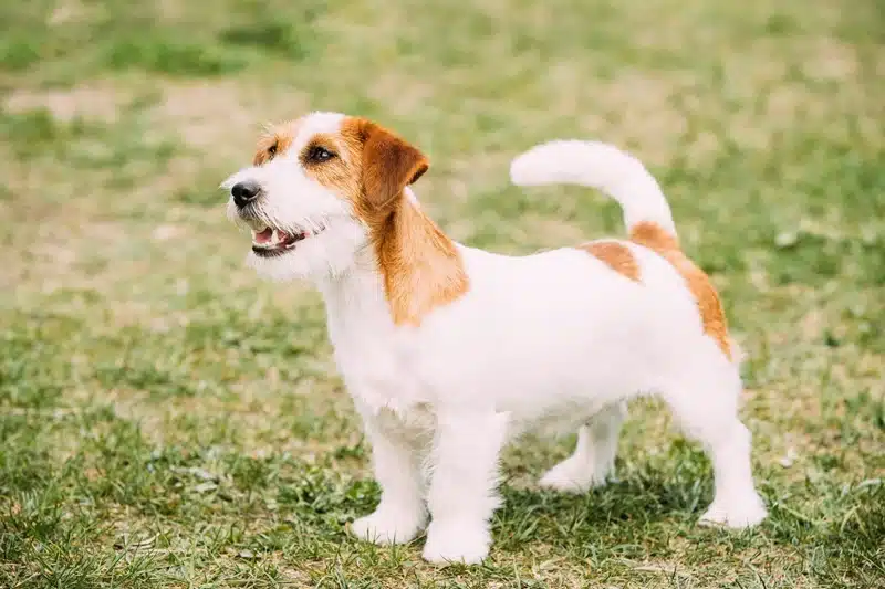 Entretien et particularités du Jack Russel à poil long ce que vous devez savoir