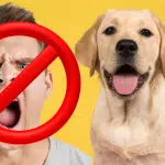 Erreur fatale ne faites jamais ça avec votre chien guide