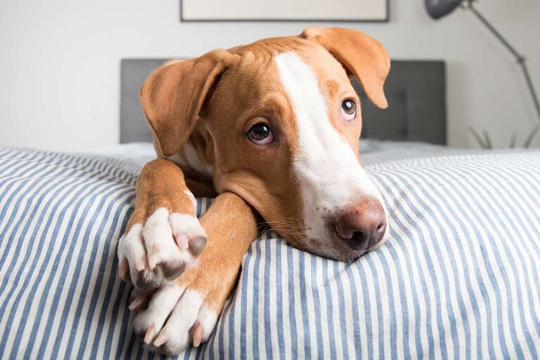 Comment Faire.pour Que.mon Chien Ne Pisse Plus Dans La Maison