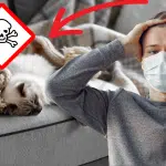 Incroyable mais vrai ces poils de chat peuvent nuire à votre santé