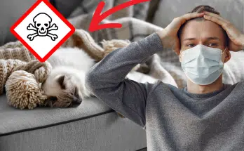 Incroyable mais vrai ces poils de chat peuvent nuire à votre santé