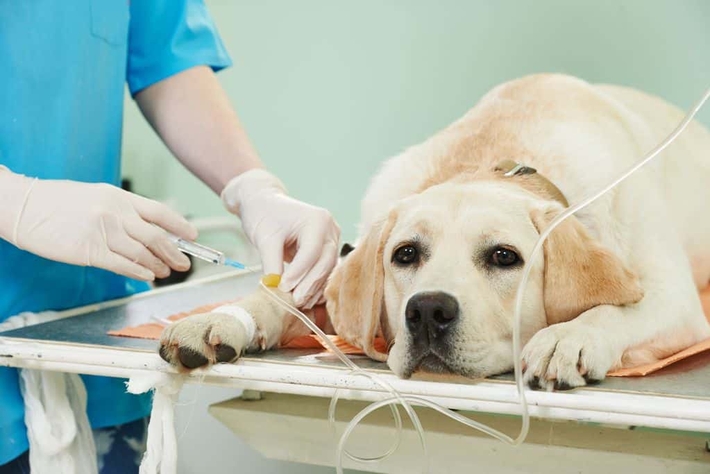 La question difficile de l'euthanasie pour un chien mordant quelles sont les options