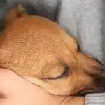 La question difficile de l'euthanasie pour un chien mordant quelles sont les options