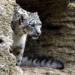 La taille des félins tout ce qu'il faut savoir sur ces prédateurs majestueux