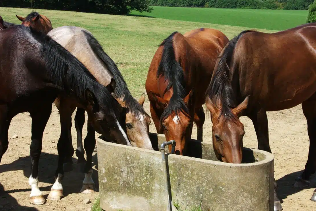 Les meilleurs aliments pour chevaux : comment choisir la nourriture idéale