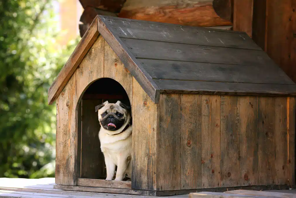 L'importance d'une niche à chien pour le bien-être de votre animal