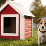 L'importance d'une niche à chien pour le bien-être de votre animal