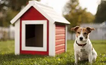 L'importance d'une niche à chien pour le bien-être de votre animal