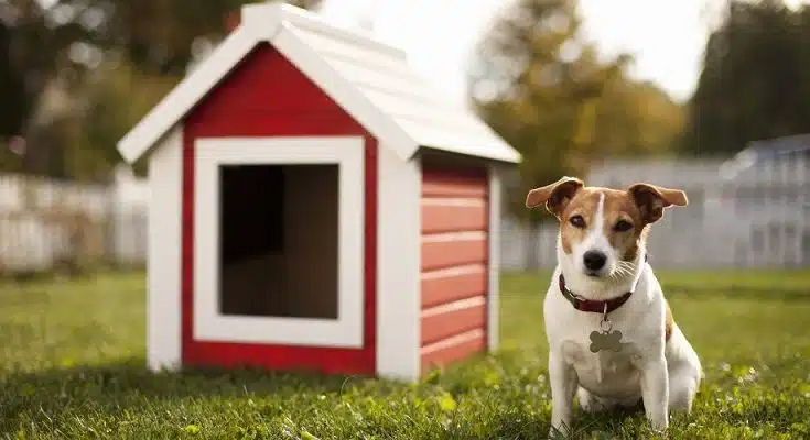 L'importance d'une niche à chien pour le bien-être de votre animal