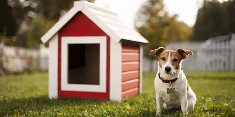 L'importance d'une niche à chien pour le bien-être de votre animal