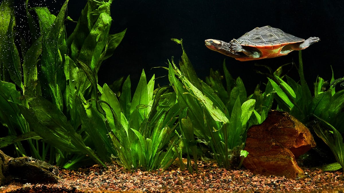 Comment garder un aquarium de tortue propre ?