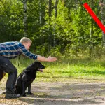 Ne faites surtout pas cette erreur grave en entraînant votre chien guide !
