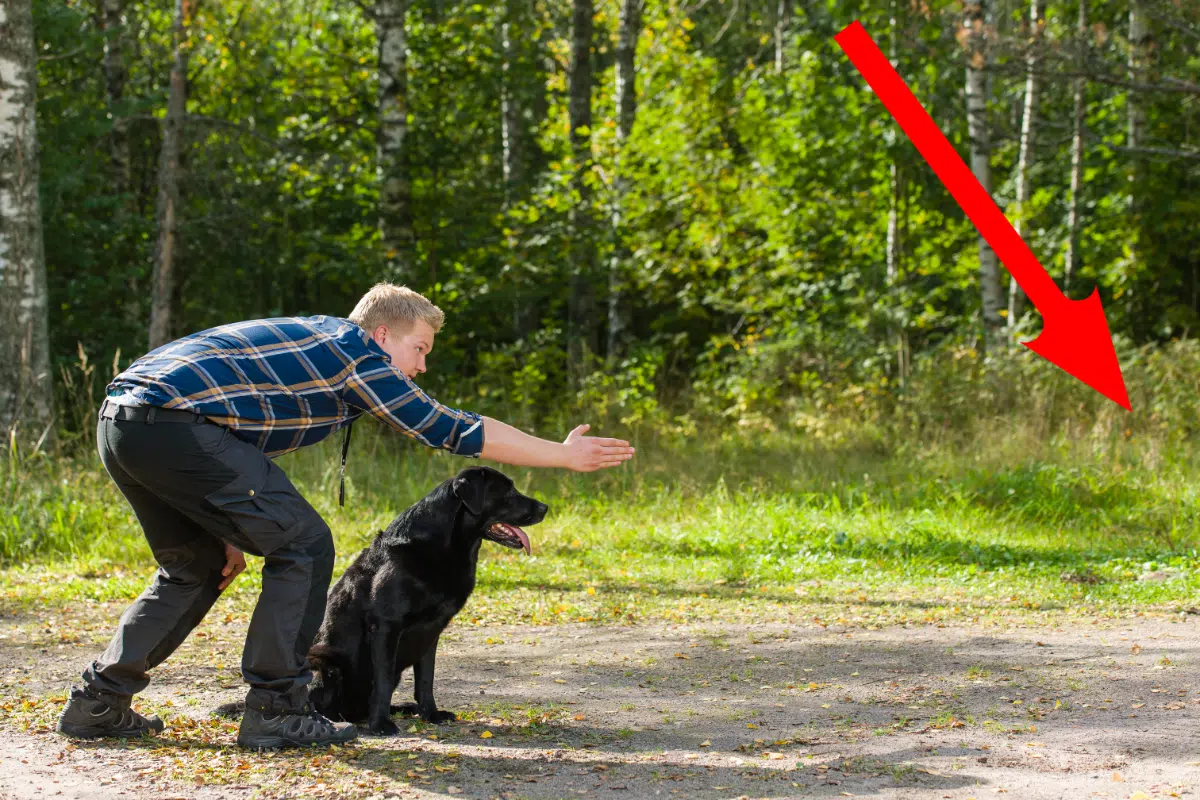 Ne faites surtout pas cette erreur grave en entraînant votre chien guide !