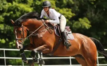 Pourquoi est-il important de bien s’équiper pour l’équitation