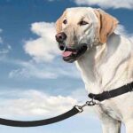 Pourquoi préférer le harnais au collier pour son chien