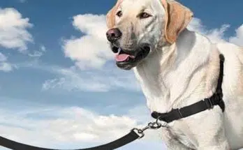 Pourquoi préférer le harnais au collier pour son chien