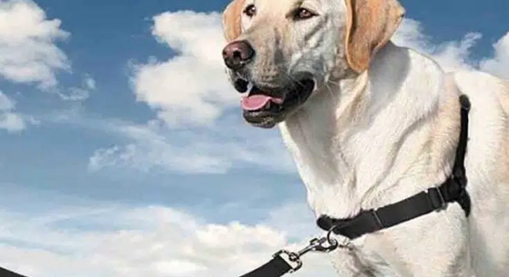 Pourquoi préférer le harnais au collier pour son chien