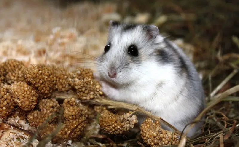 Que mange un Hamster tout sur son alimentation