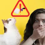 Sous aucun prétexte, ne laissez pas un poil de votre chat aller dans votre bouche sinon…