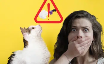Sous aucun prétexte, ne laissez pas un poil de votre chat aller dans votre bouche sinon…