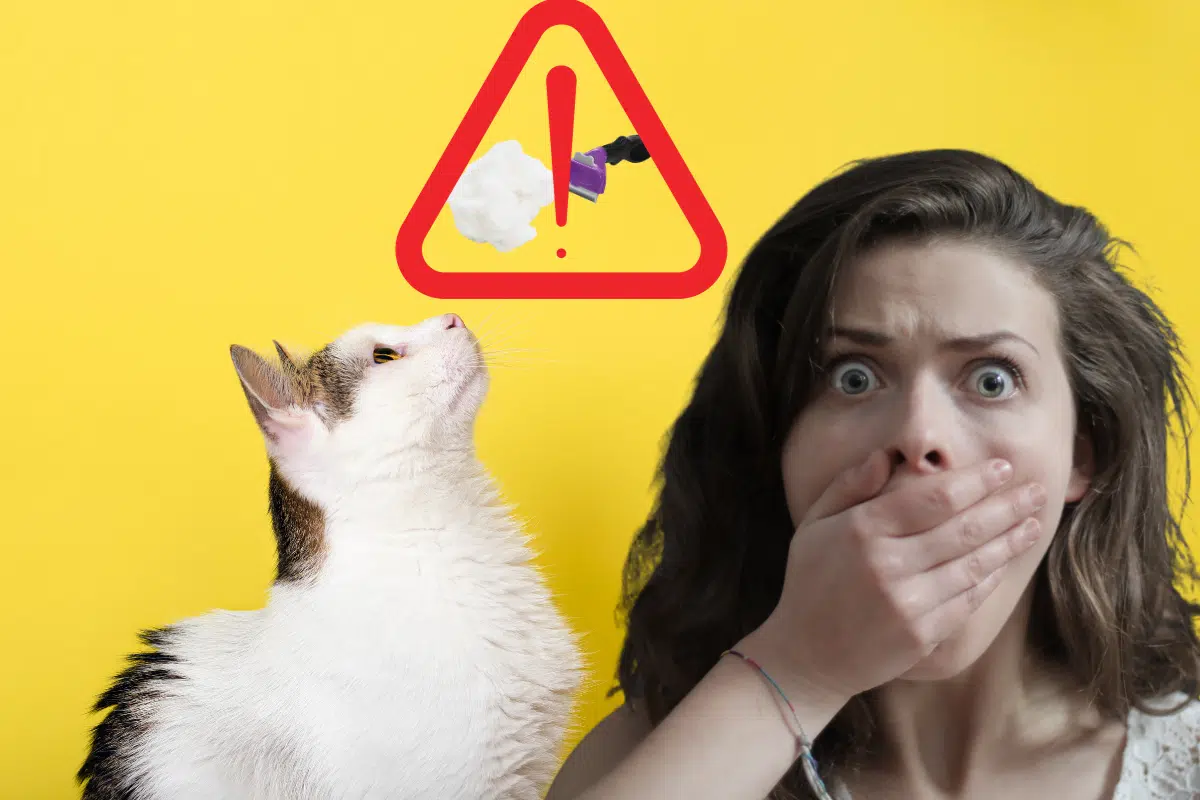 Sous aucun prétexte, ne laissez pas un poil de votre chat aller dans votre bouche sinon…