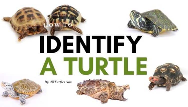 Comment reconnaître une tortue d’eau et de terre ?