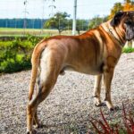 Cane Corso de couleur