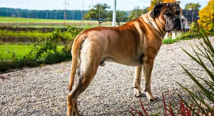 Cane Corso de couleur