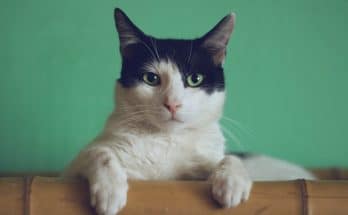 chat