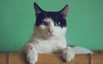 chat