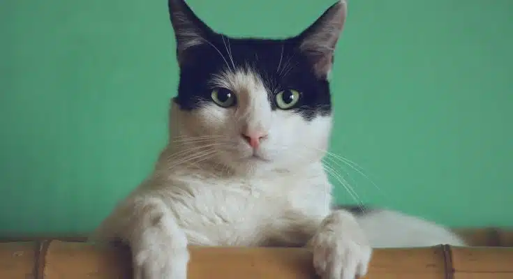 chat