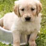 Comment choisir des croquettes pour chien ?