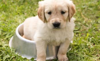 Comment choisir des croquettes pour chien ?