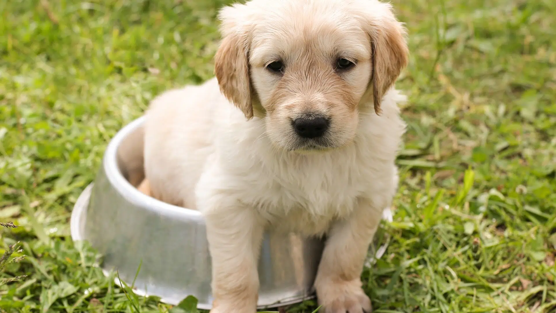 Comment choisir des croquettes pour chien ?