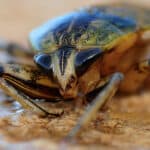 Comment lutter contre les cafards ?