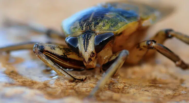 Comment lutter contre les cafards ?