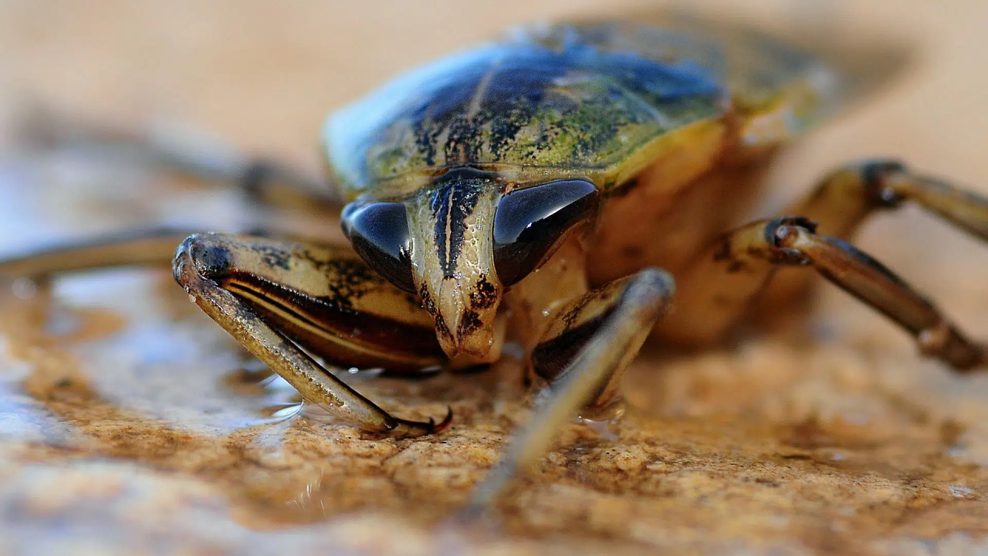 Comment lutter contre les cafards ?