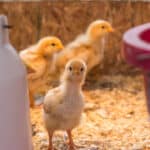 Comment réussir une incubation artificielle ?