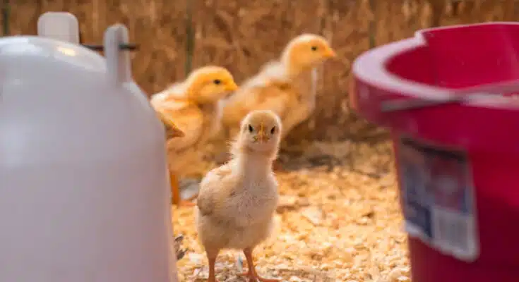 Comment réussir une incubation artificielle ?