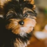 Quel petit chien adopter ?