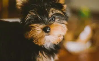 Quel petit chien adopter ?